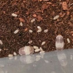 Isopods 