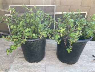 Elephant Bush 5 Gallon Plant 18 Months Old Healthy