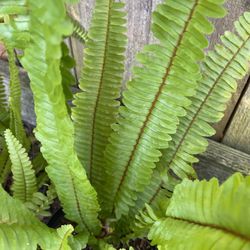 Fern plants