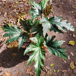 Eexotic. Begonia Plant.
