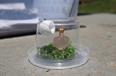 Baby jumping spider enclosure