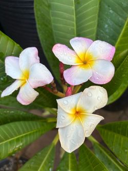 Blooming Plumeria - Light Pink