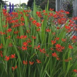 Crocosmia Plant