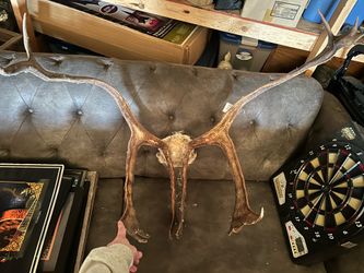 Caribou horns 2003