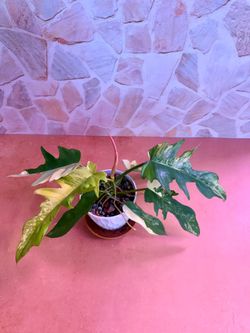 Philodendron Florida Beauty x Tortum Variegated Plant - 4inch