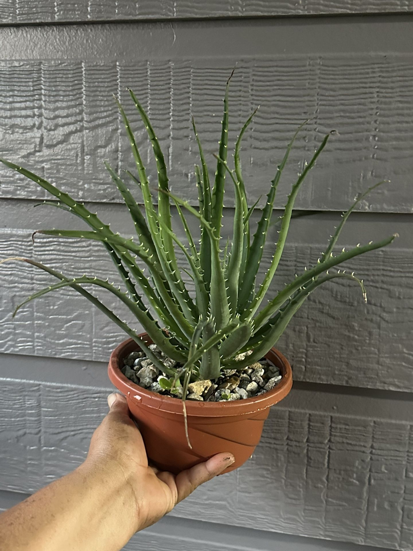 Aloe Vera