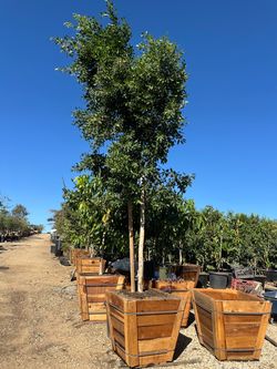 Ficus tree 30” box