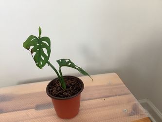 Monstera Adansonii (Swiss Cheese Vine) – Young Plant