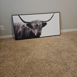 Cow Picture 