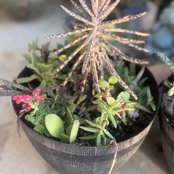 Barrel Succulent Arrangement