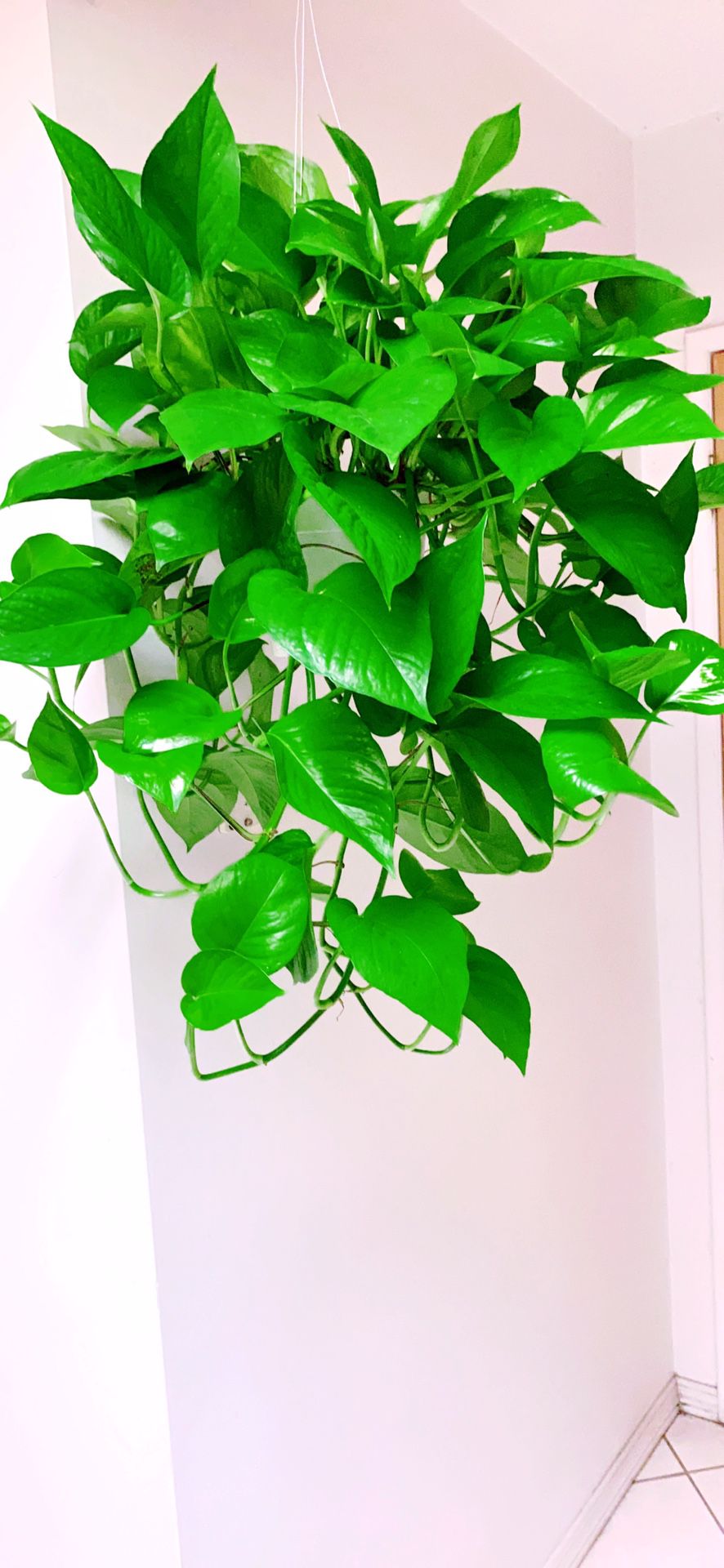 Big Hanging Basket of Green Queen Pothos Plants