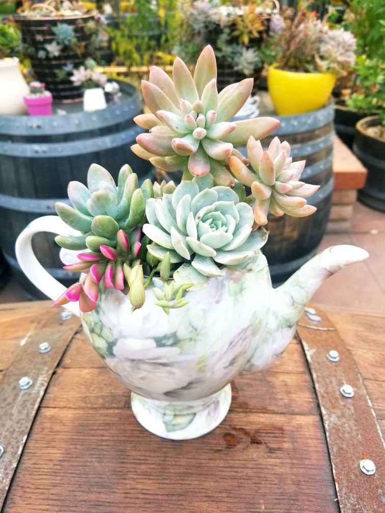 Succulent flowers in a vintage Tea Rose pot