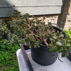 30+ Year Old JADE PLANT 