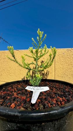 giant sequoia seedling tree in a 2gal pot (pre-bonsai)