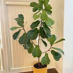 Real Beauty Indoor Plant Fiddle Leaf Fig Tree In 14” Pot