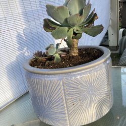 Big Ceramic Pot Succulent