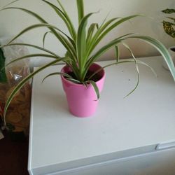 Spider Plant 