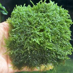 Mini Taiwan Moss for aquarium