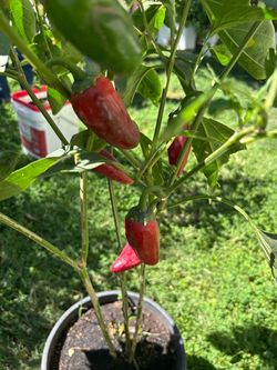 JALAPEÑO PLANTS IN 10 galon pots