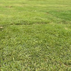 Premium SOD ~500ft2