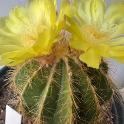 Cactus Amarillo