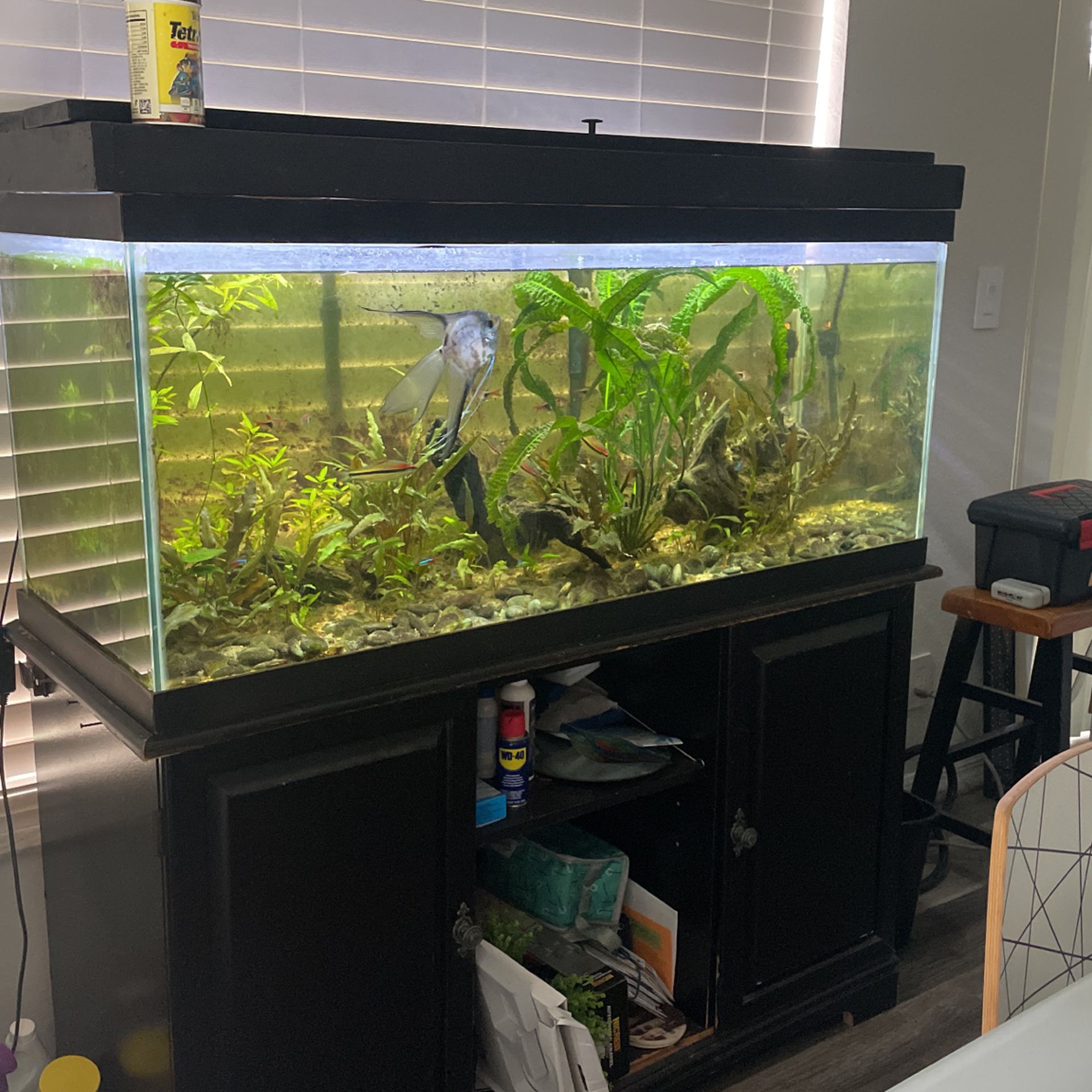 Aquarium 60 Gallons , Plants And  Full Equipment 