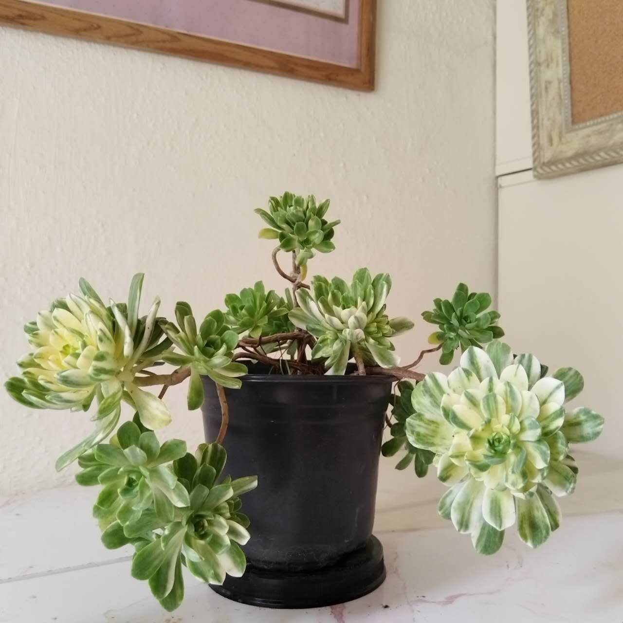 Well-rooted fresh potted plants