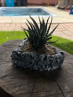 Zebra plant/zebra cactus in a beautiful heart base ❤️