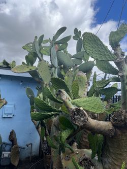 Nopales