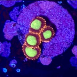 Goblins On Fire Zoa Display Decor