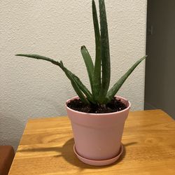 Aloe Vera Mess Free Easy Pot