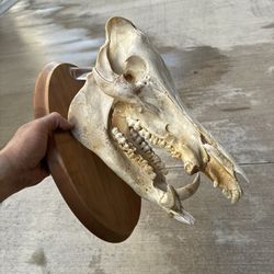 Wild Boar Pig Head Euro Mount Taxidermy
