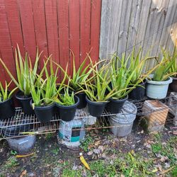 Aloe Plants