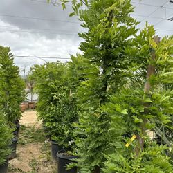 Wisteria vine plant 15gal $65