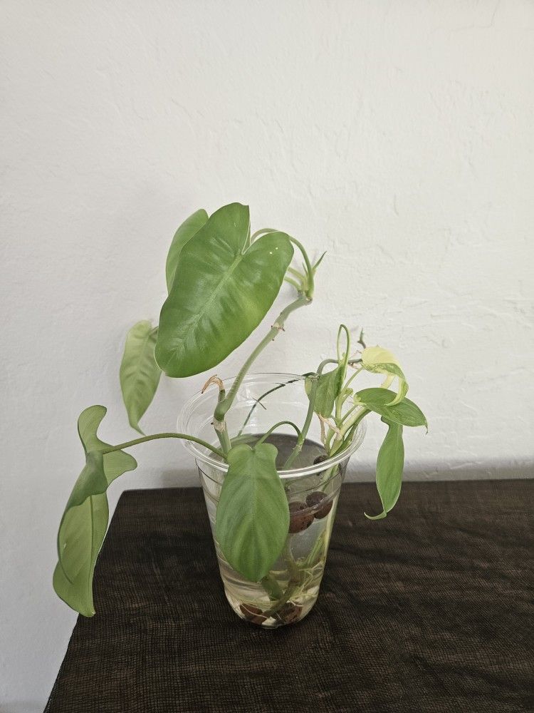 Variegated burle marx plant