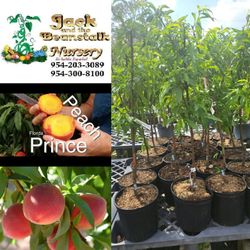 Peach Grafted  Trees  3gal  Arboles  De  Durazno  Melocoton  Injertados  3gal 