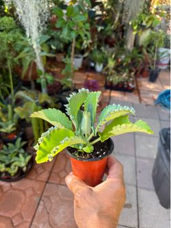 Mother of Thousands Succulent Plant