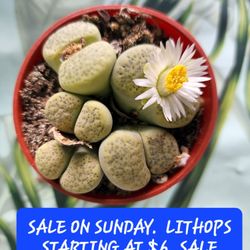 SUCCULENT SALE. LITHOPS $6 EACH. WOW. SUNDAY ONLY IN SAN LORENZO