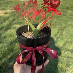 Give A Gift That Won’t Die 