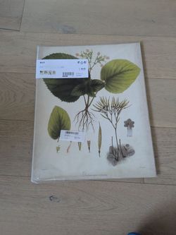 IKEA BILD plant prints