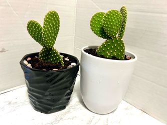 Cactus 🌵 plants 🪴