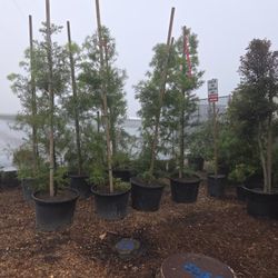 Podocarpus Gracillor 