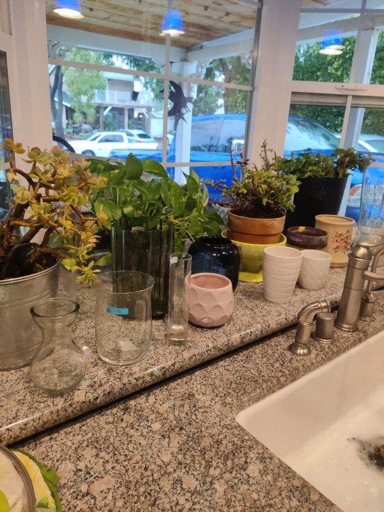 Live Plants, Planting Pots, Vases (Set, Take All)