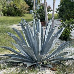 Free Agave Plant
