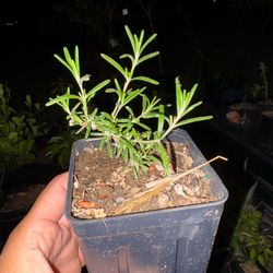 Rosemary