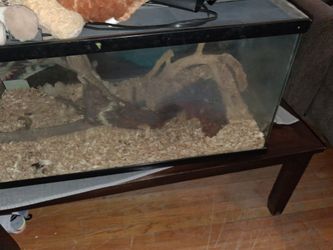 Aquarium and contents inside. No bearded dragon 😉