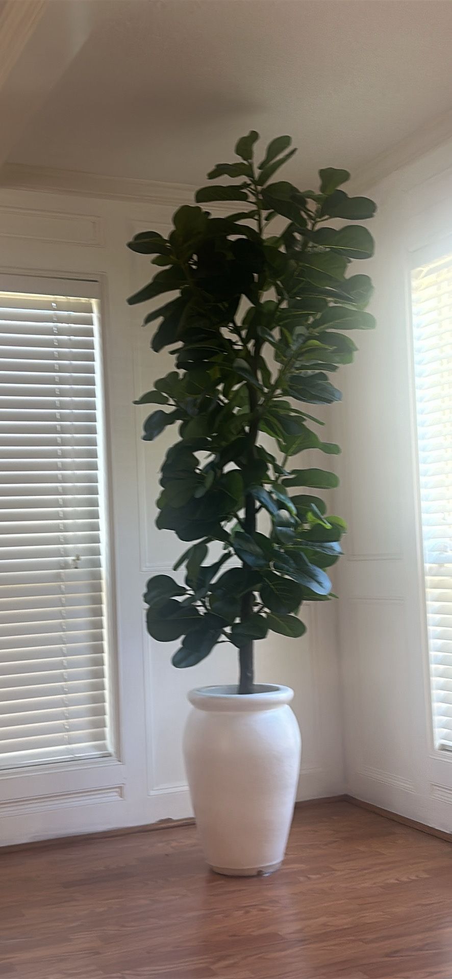 Brand New Plant From Amazon(New)