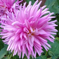 Many Different Berry Plants, Flowers, Deco Plants, Trees