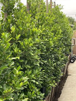 Indian Laurel Trees 24”gallon 