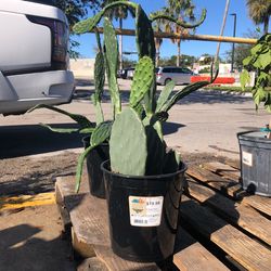 Prickly Pear Cactus